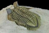 Tower Eyed Erbenochile Trilobite - Top Quality! #160887-4